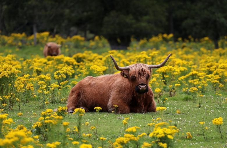 Highland cattle are seen in a field, near Pitlochry, Britain August 3. REUTERS/Russell Cheyne